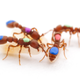 Marked ants used in the study.